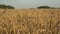 Wheat field on an agricultural farm. Harvest with ears of wheat at sunset in summer. Food, farming, rural industry