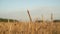 Wheat field on an agricultural farm. Harvest with ears of wheat at sunset in summer. Food, farming, rural industry