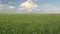 Wheat field agricultural farmland canadian prairies