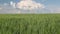 Wheat field agricultural farmland canadian prairies