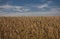 Wheat field in Alberta