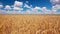 Wheat field background