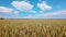 Wheat field background