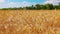 Wheat field background