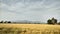 Wheat field in background girnar Mountain