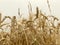 Wheat field background golden yellow natural seasonal agriculture concept