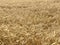 Wheat field background golden yellow natural seasonal agriculture concept