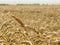 Wheat field background golden yellow natural seasonal agriculture concept