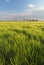 Wheat field - barley