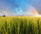 Wheat field - barley, Rainbow