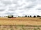 Wheat Field being Harvested, Norfolk, UK