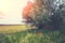 Wheat field with blossoming poppies and willow tree