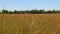 Wheat field blowing in the wind on a clear sunny day