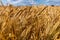 Wheat field with a blue partly cloudy sky. Beautiful landscape with ears of golden wheat close up