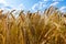 Wheat field with a blue partly cloudy sky. Beautiful landscape with ears of golden wheat close up