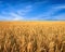 Wheat field and blue sky as background