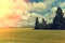 Wheat field with blue sky and beautiful clouds