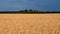 Wheat field. Blue sky with clouds over wheat field. Ears of golden wheat closeup. Beautiful agriculture background