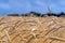 Wheat field. Blue sky with clouds over wheat field. Ears of golden wheat closeup. Beautiful agriculture background