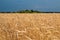 Wheat field. Blue sky with clouds over wheat field. Ears of golden wheat closeup. Beautiful agriculture background