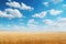 Wheat field and blue sky with clouds. Rich harvest concept, A dreamy endless wheat field under a baby blue sky with fluffy white