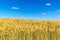 Wheat field and blue sky with clouds. Ripe spikes against an intense blue sky. Agricultural landscape in the Czech Republic -