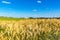 Wheat field and blue sky with clouds. Ripe spikes against an intense blue sky. Agricultural landscape in the Czech Republic -