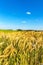 Wheat field and blue sky with clouds. Ripe spikes against an intense blue sky. Agricultural landscape in the Czech Republic -