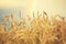 Wheat field, blue sky with colorful rainbow, sunny scene