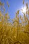 Wheat in Field with Blue Sky and Sun Sunstar