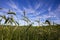 Wheat field and blue sky with white clouds