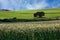 Wheat field and blue sky with white clouds