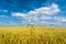 Wheat field with blue sky and white clouds in the foreground in the middle of some large stalks, Weizenfeld mit blauem Himmel