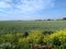 Wheat field bordered of wild meadows.