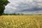 Wheat field in Brandenburg (Germany) by storm