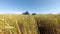 Wheat field on a bright summer day. Time-lapse