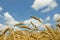 Wheat field. cereals. harvest on an agricultural field. agrarian sector of production