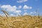 Wheat field. cereals. harvest on an agricultural field. agrarian sector of production