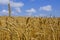 Wheat field. cereals. harvest on an agricultural field. agrarian sector of production