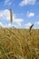 Wheat field. cereals. harvest on an agricultural field. agrarian sector of production