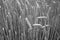 Wheat field close-up with blur effect in black and white