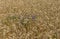 Wheat field close-up at July