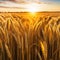 wheat field close up in photorealistic landscape