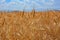 Wheat field and cloudly sky