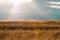 Wheat field and clouds illuminated by the sun