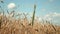 wheat field and clouds. rye and sky. magnificent landscape. background nature. blue and yellow. peace