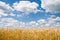Wheat field and cloudy blue sky