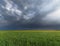 wheat field and cloudy clouds