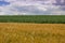 Wheat field and corn field in summertime