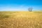 Wheat Field, Crops, Farming, Agriculture